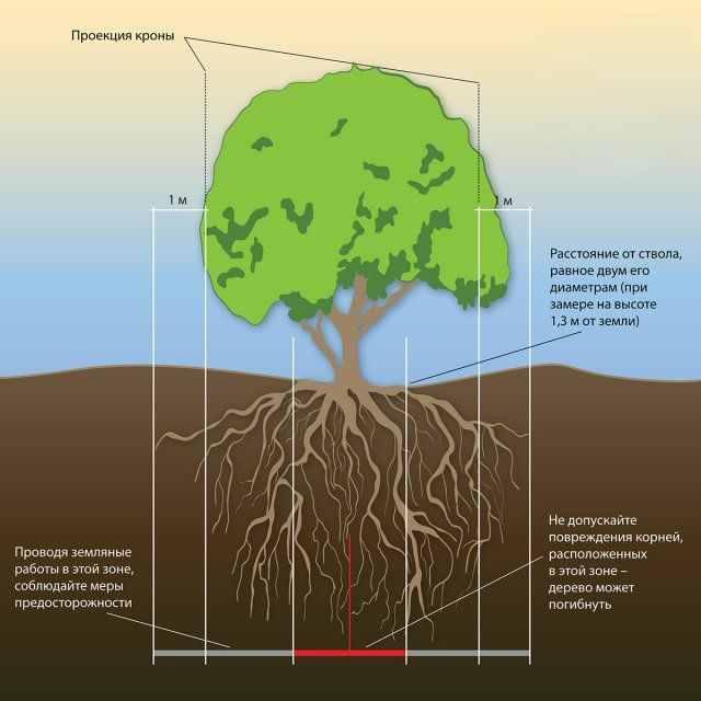 определение зоны роста корней