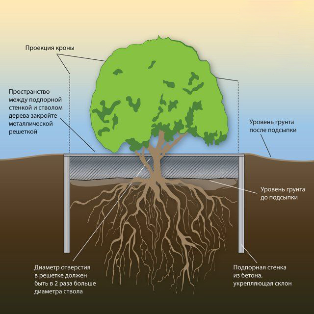 защита корневой системы дерева во время стройки