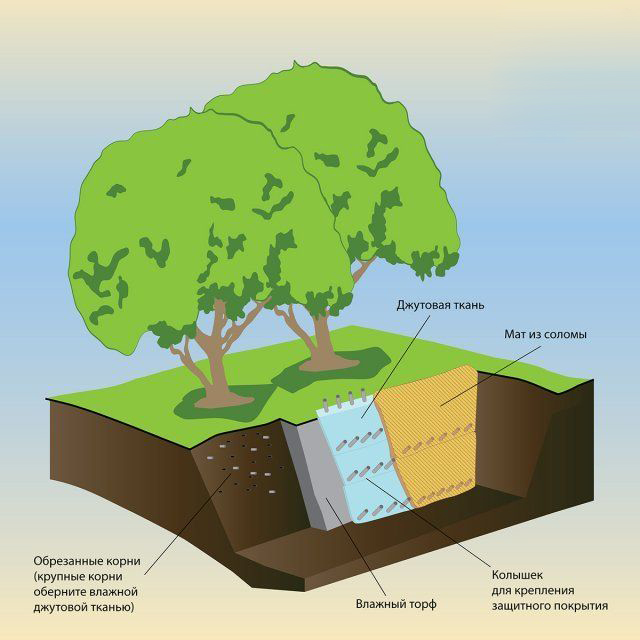 защита корней дерева при строительных работах