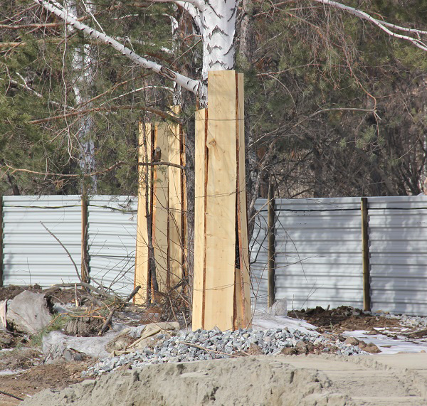 защита дерева во время стройки